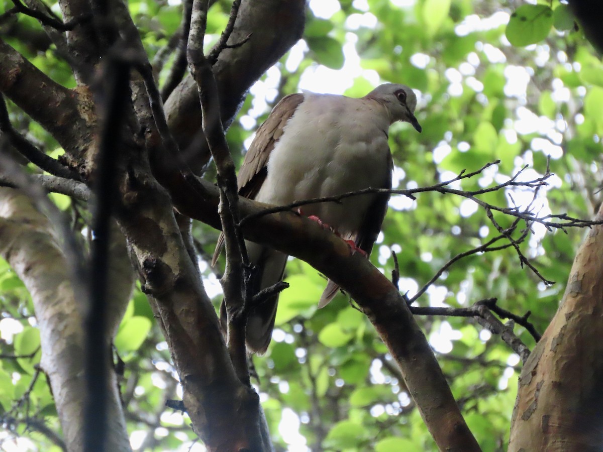 Caribbean Dove - ML623971957