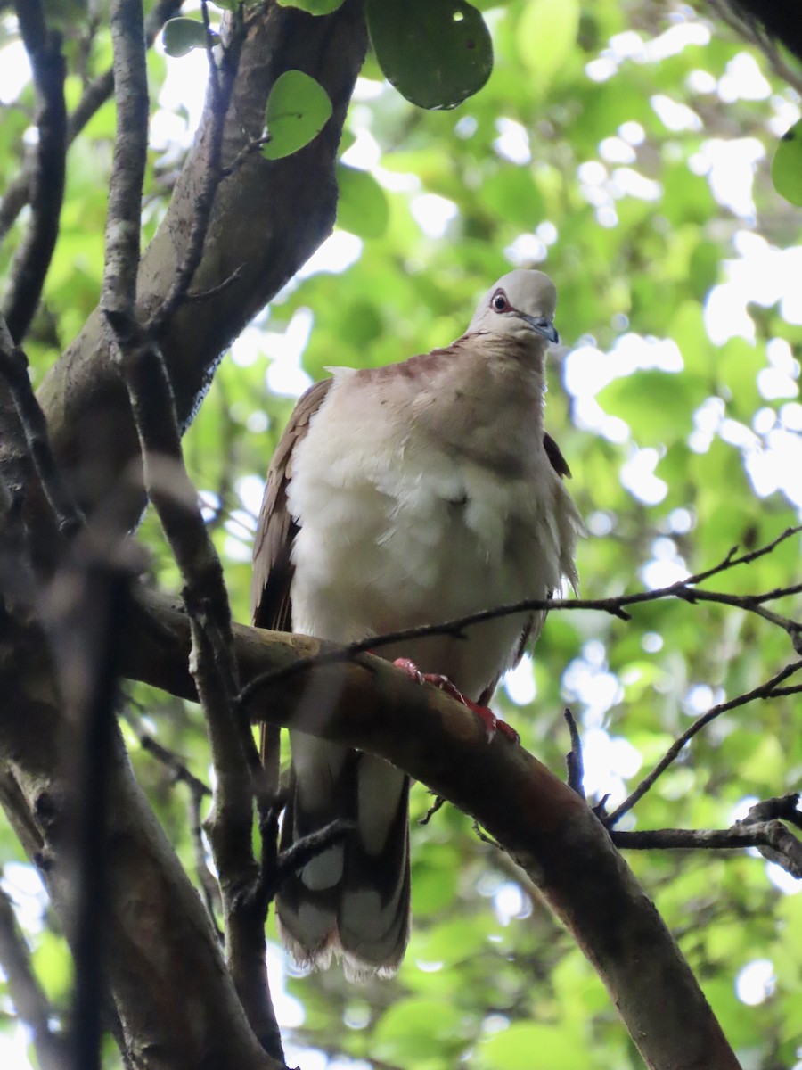 Caribbean Dove - ML623971958