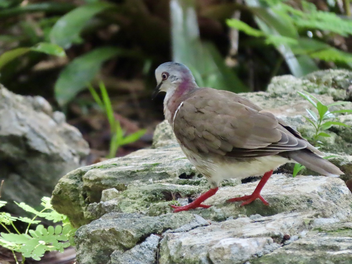 Caribbean Dove - ML623971959