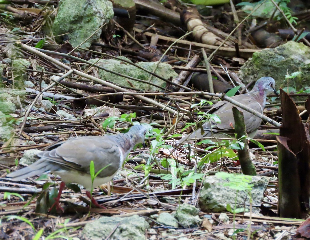 Caribbean Dove - ML623971960