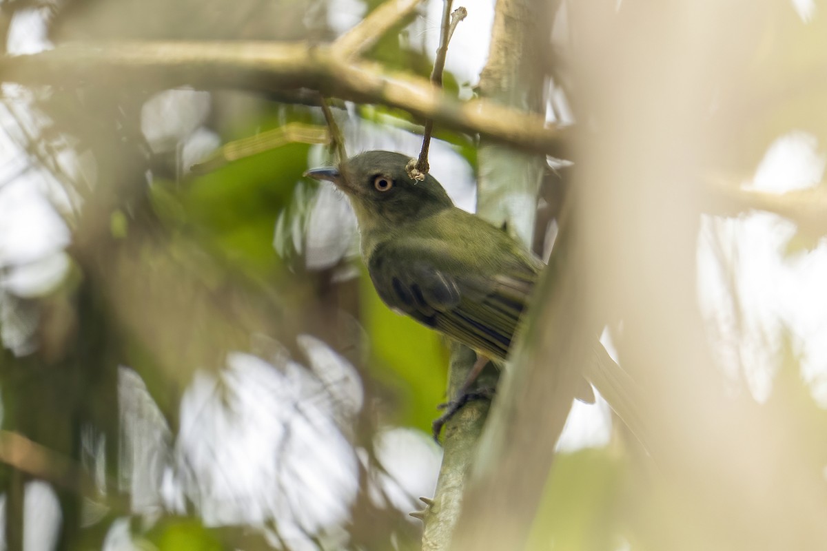 Sulphur-bellied Tyrant-Manakin - ML623971961