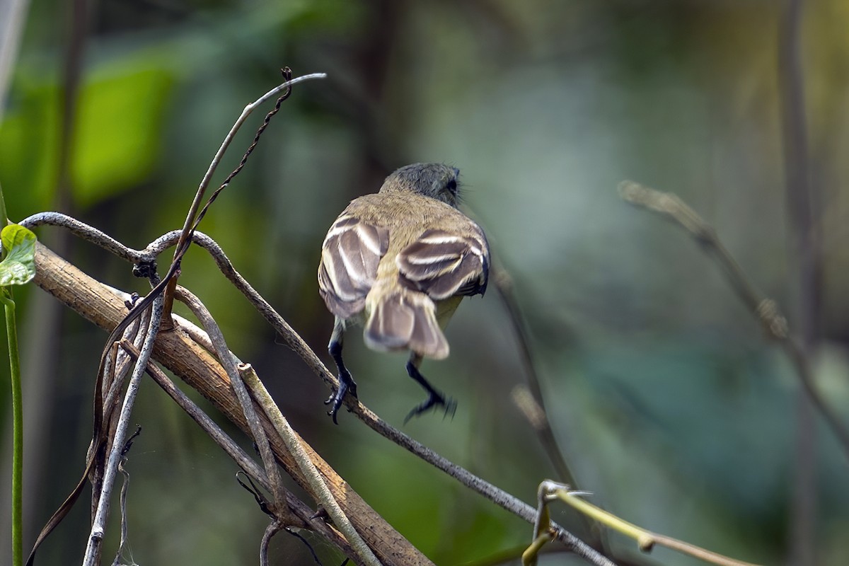 Southern Mouse-colored Tyrannulet - ML623971968