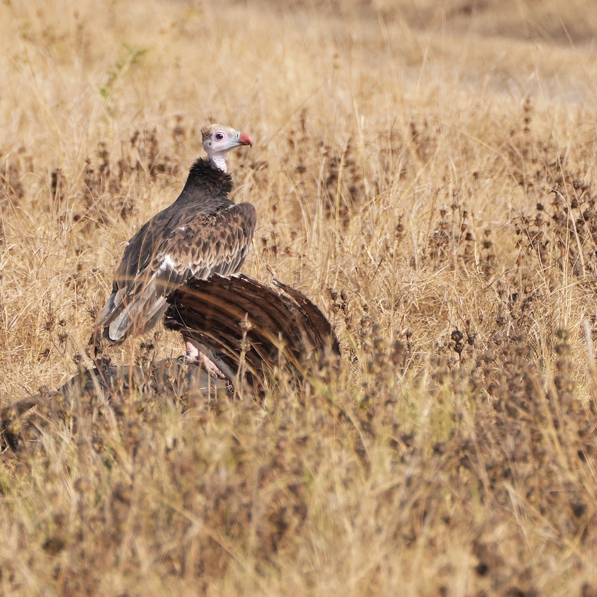 White-headed Vulture - ML623971970