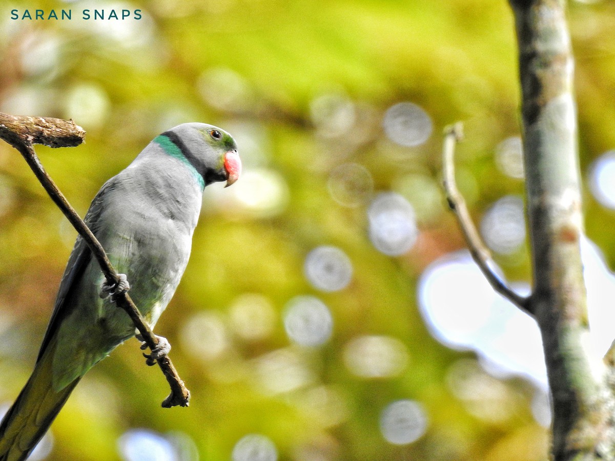 Malabar Parakeet - ML623971977