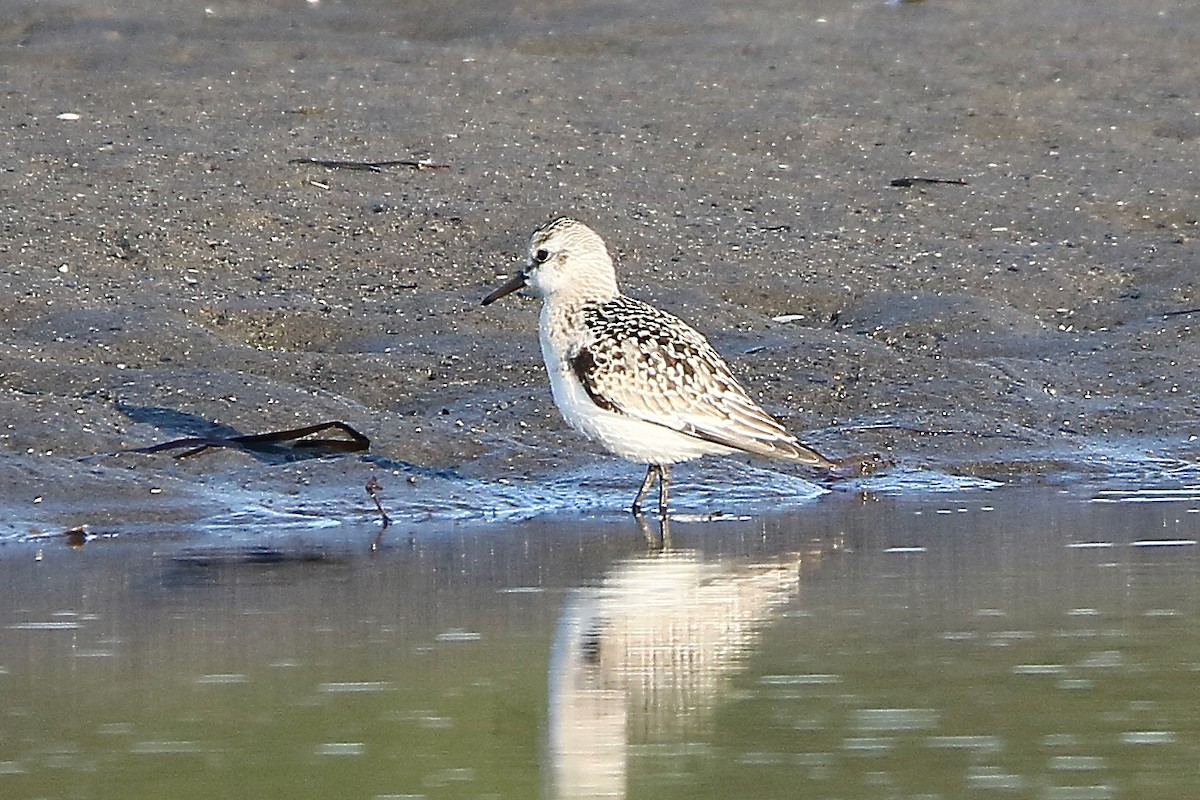 三趾濱鷸 - ML623971980