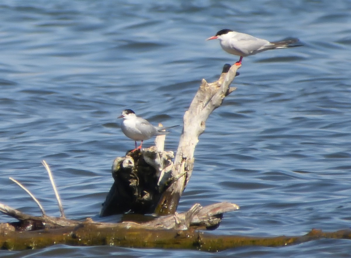 Common Tern - ML623971987