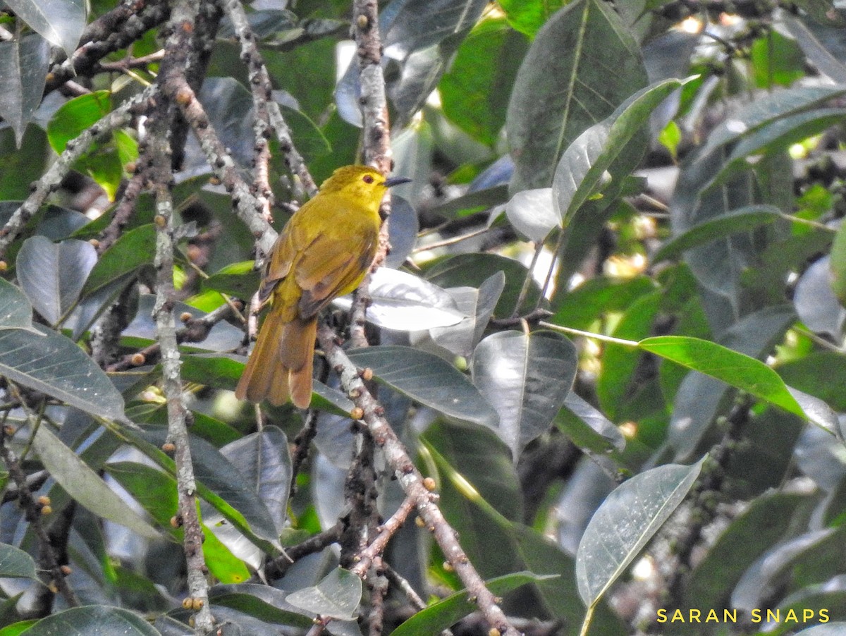 Yellow-browed Bulbul - ML623972001