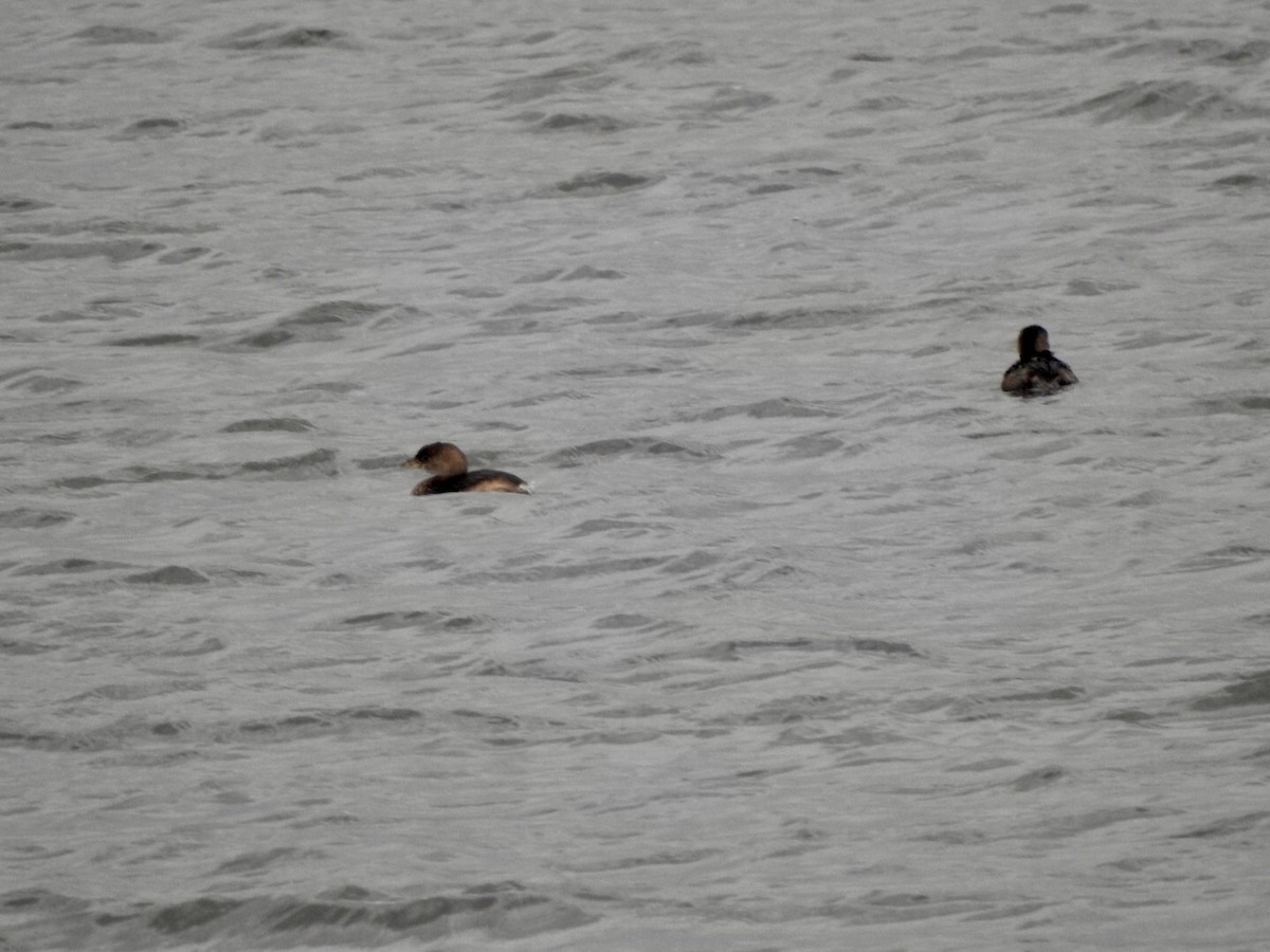 Pied-billed Grebe - ML623972004