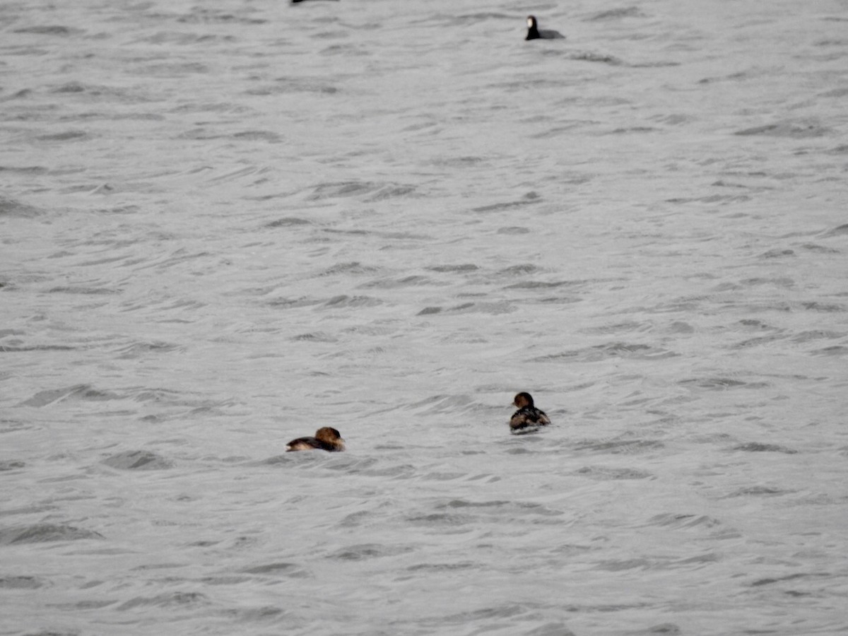 Pied-billed Grebe - ML623972005