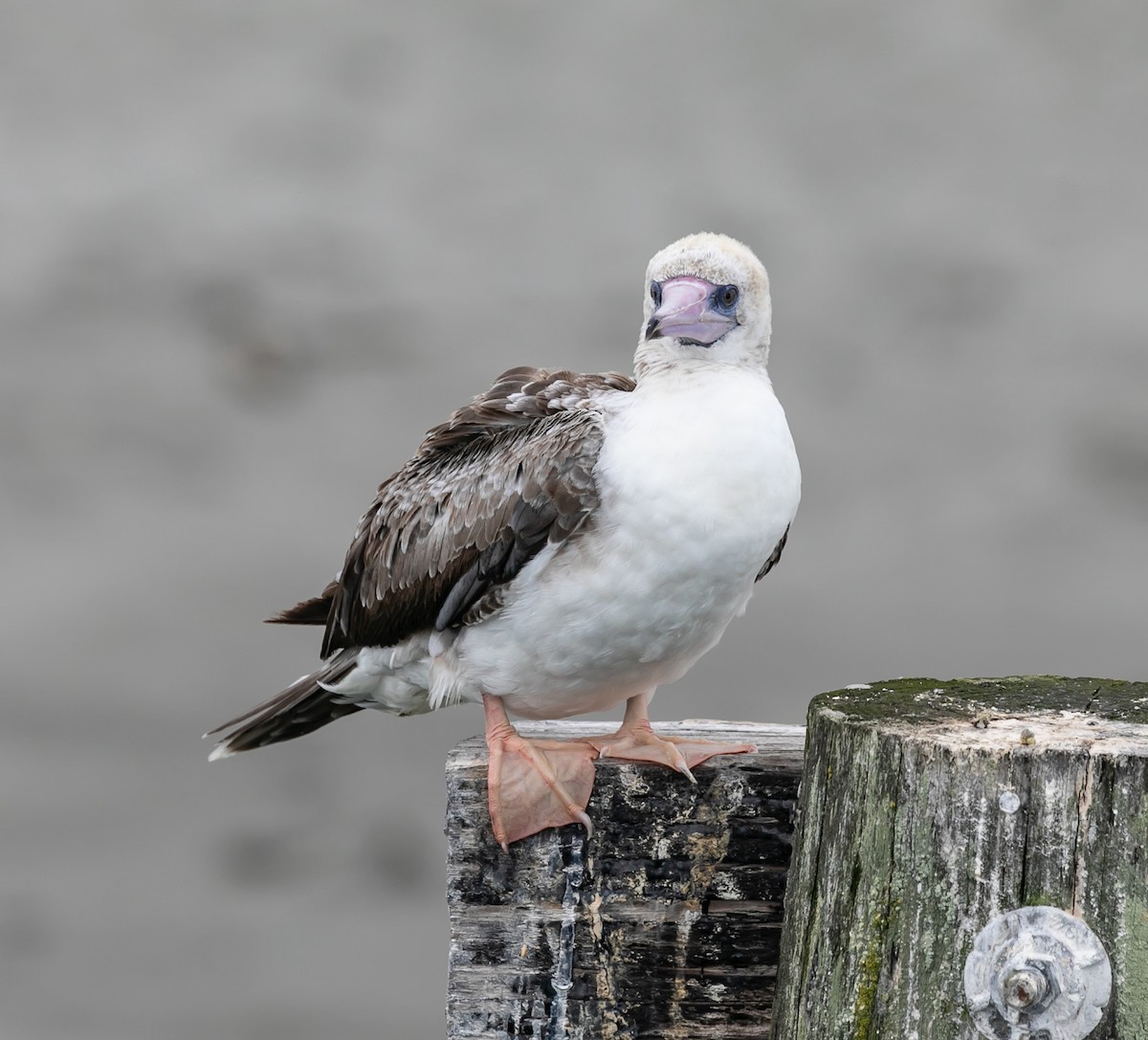 Red-footed Booby - ML623972024