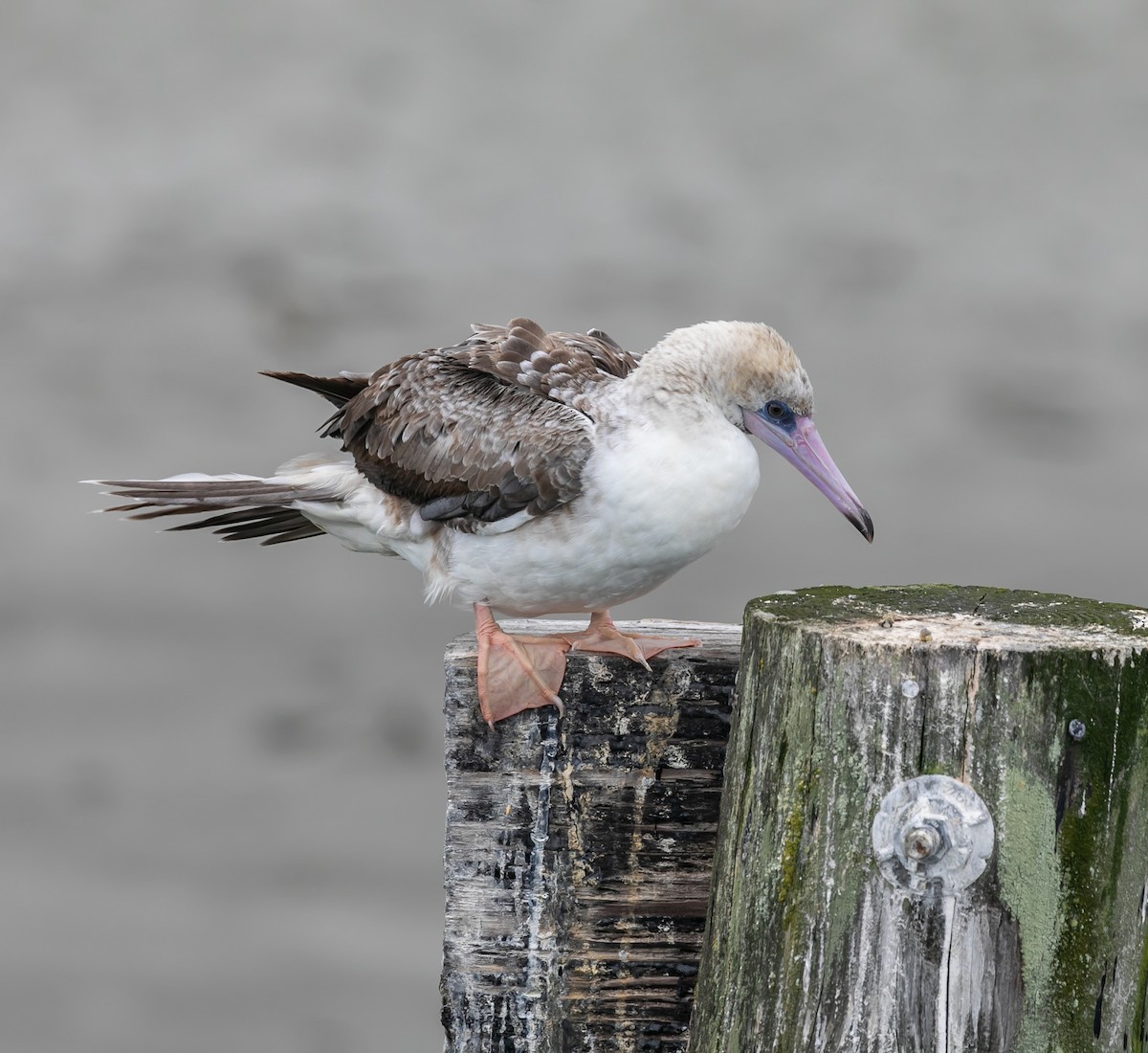 Red-footed Booby - ML623972025