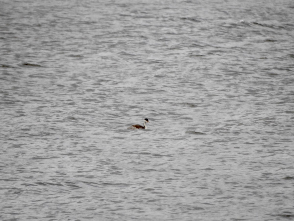 Clark's Grebe - ML623972037