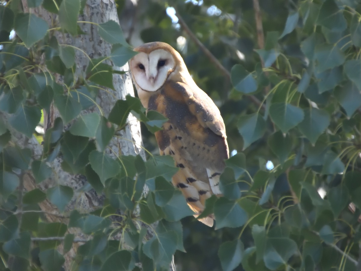 Barn Owl - ML623972050