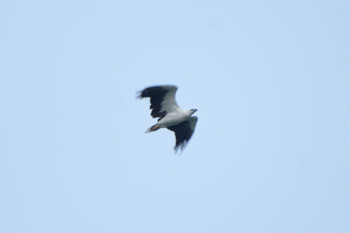 White-bellied Sea-Eagle - ML623972057