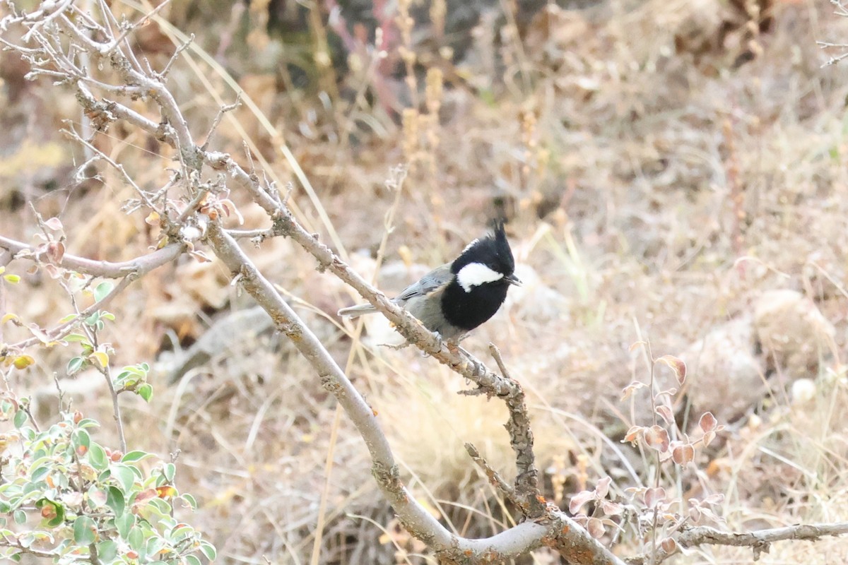 Rufous-naped Tit - ML623972078