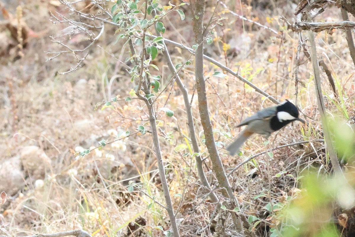 Rufous-naped Tit - ML623972079