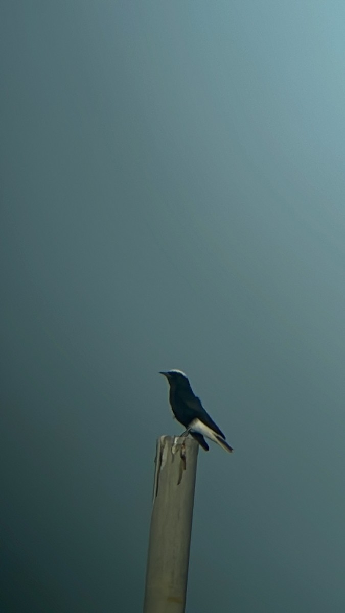 White-crowned Wheatear - ML623972089