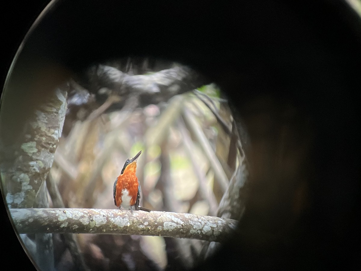 American Pygmy Kingfisher - ML623972091