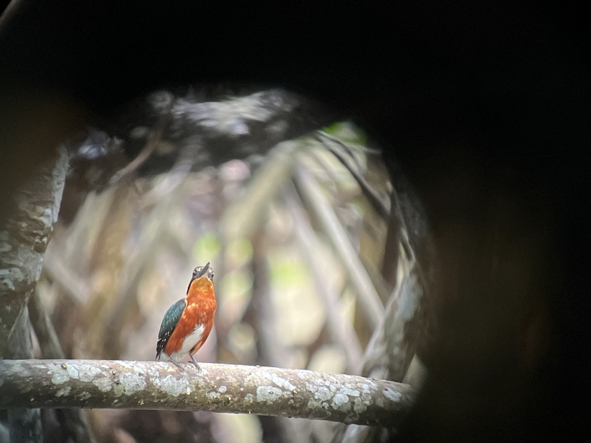 American Pygmy Kingfisher - ML623972093