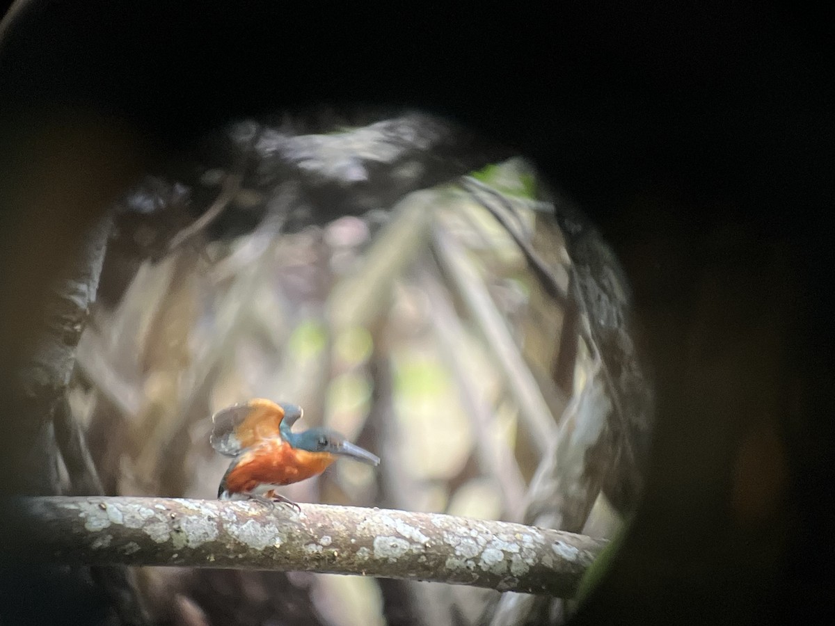 American Pygmy Kingfisher - ML623972094