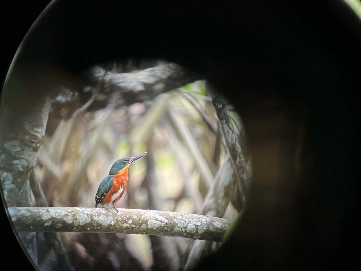 American Pygmy Kingfisher - ML623972095