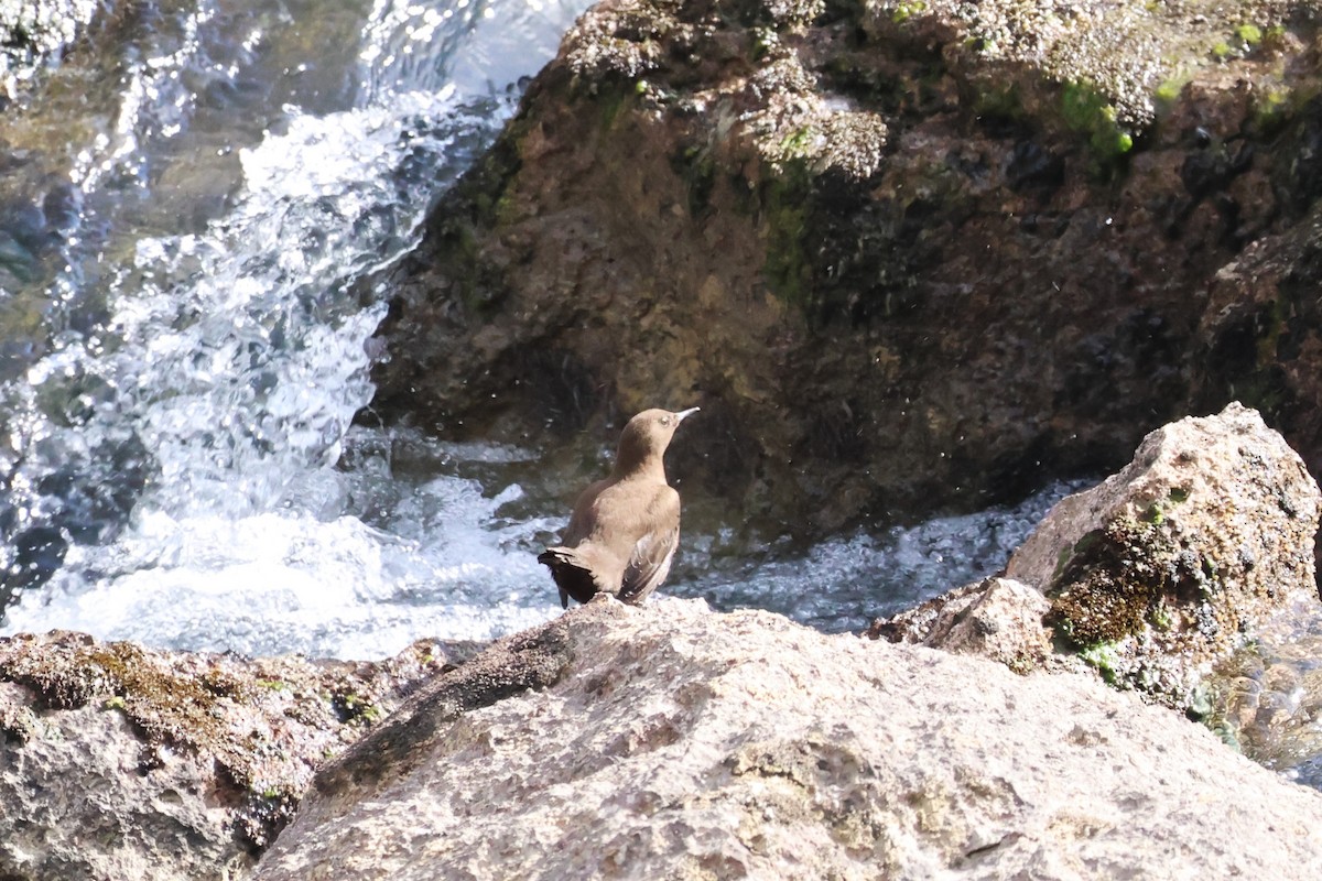 Brown Dipper - ML623972107