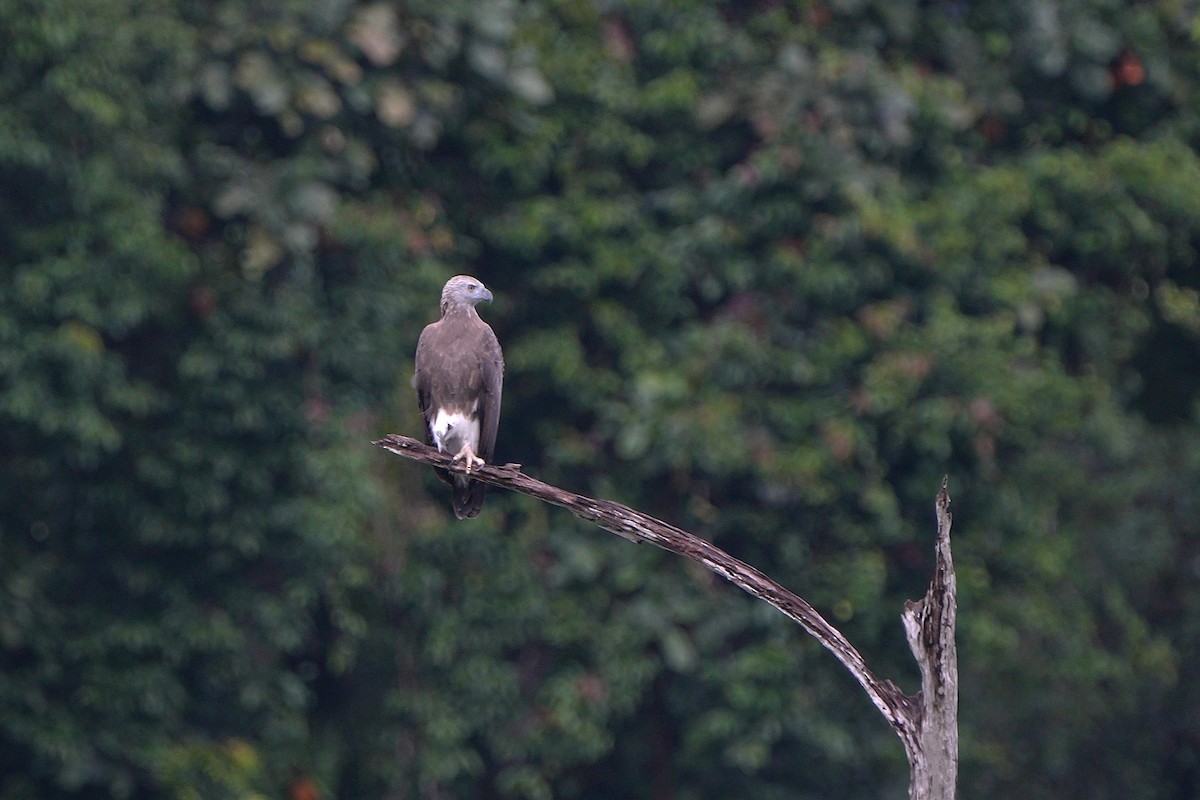 Lesser Fish-Eagle - ML623972118