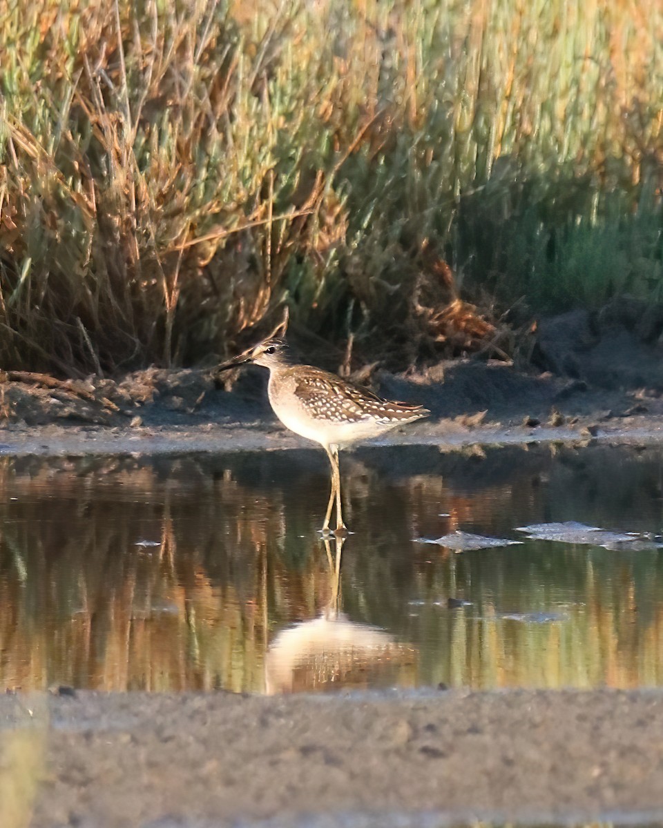 Wood Sandpiper - ML623972130