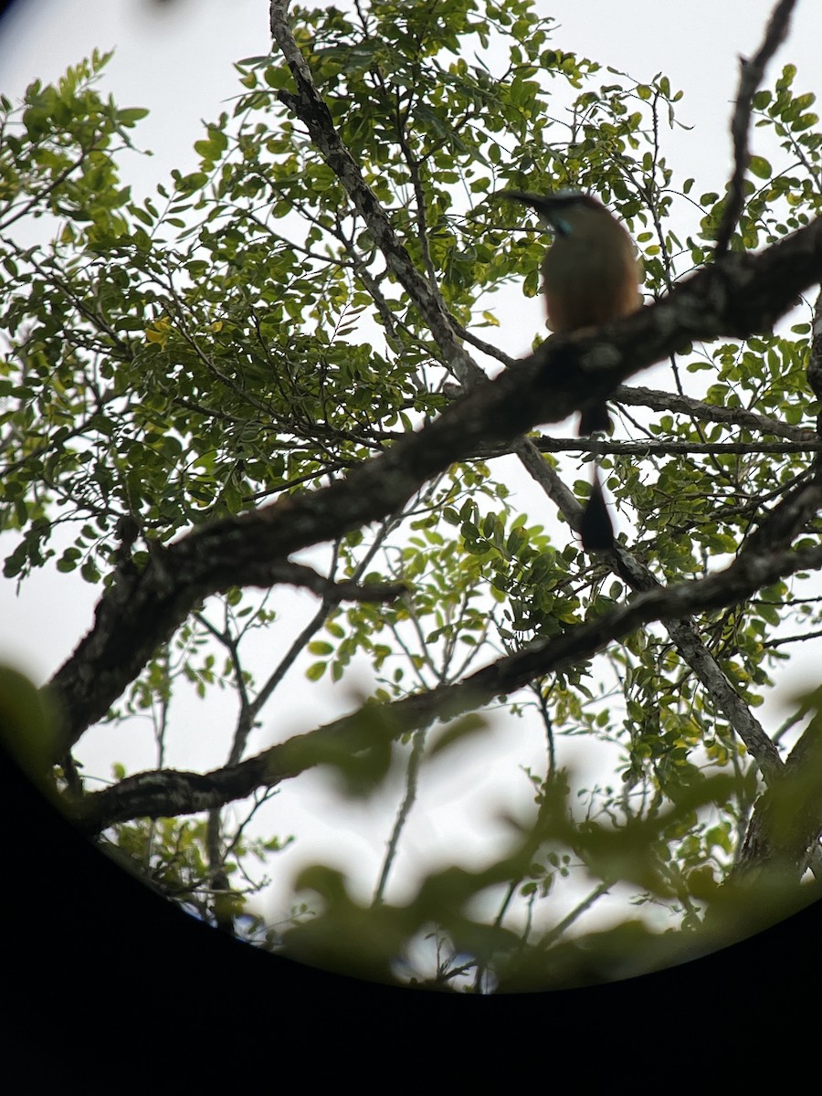 Turquoise-browed Motmot - Rakshit Jain