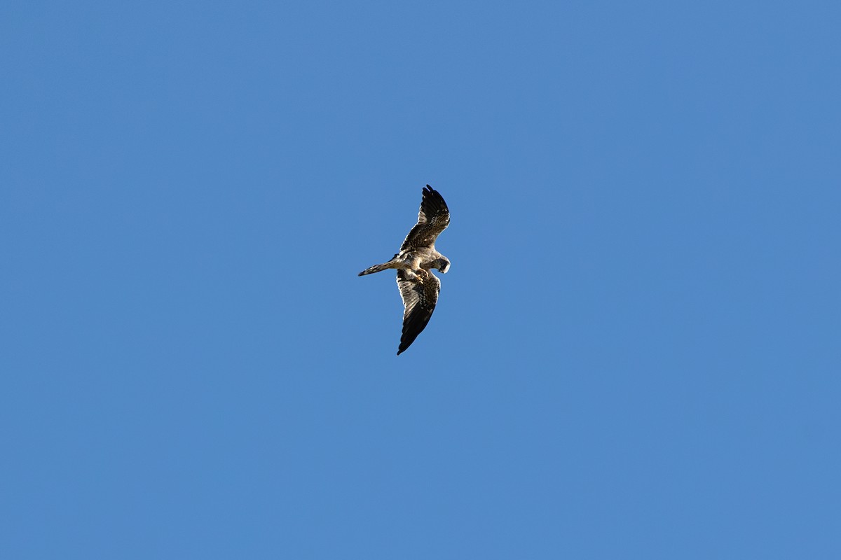 Mississippi Kite - Lucy Megan