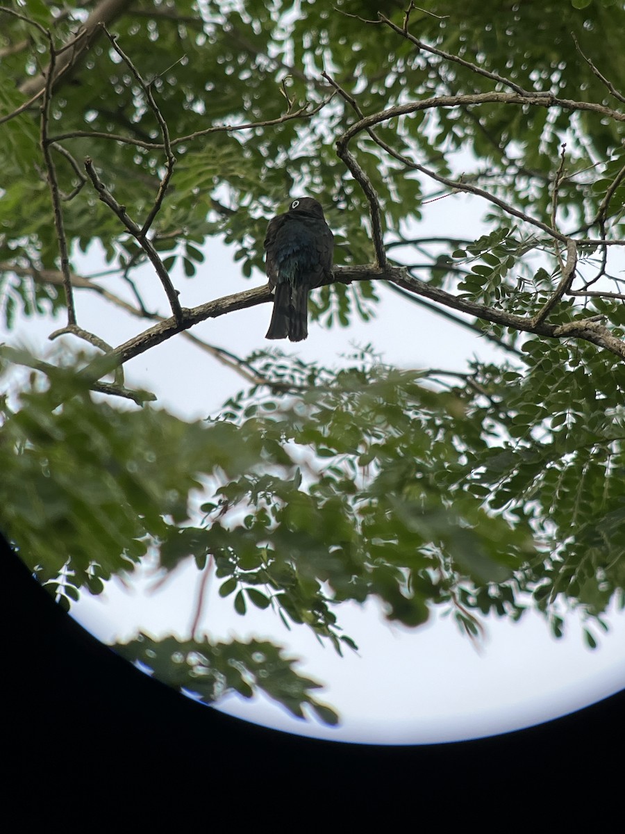 Trogon à tête noire - ML623972181