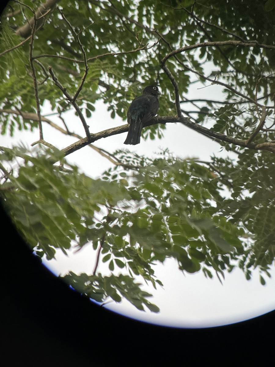 Trogon à tête noire - ML623972182