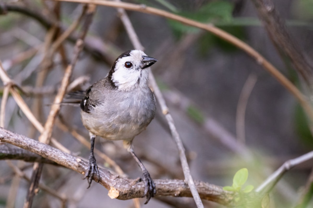 White-headed Brushfinch - ML623972195