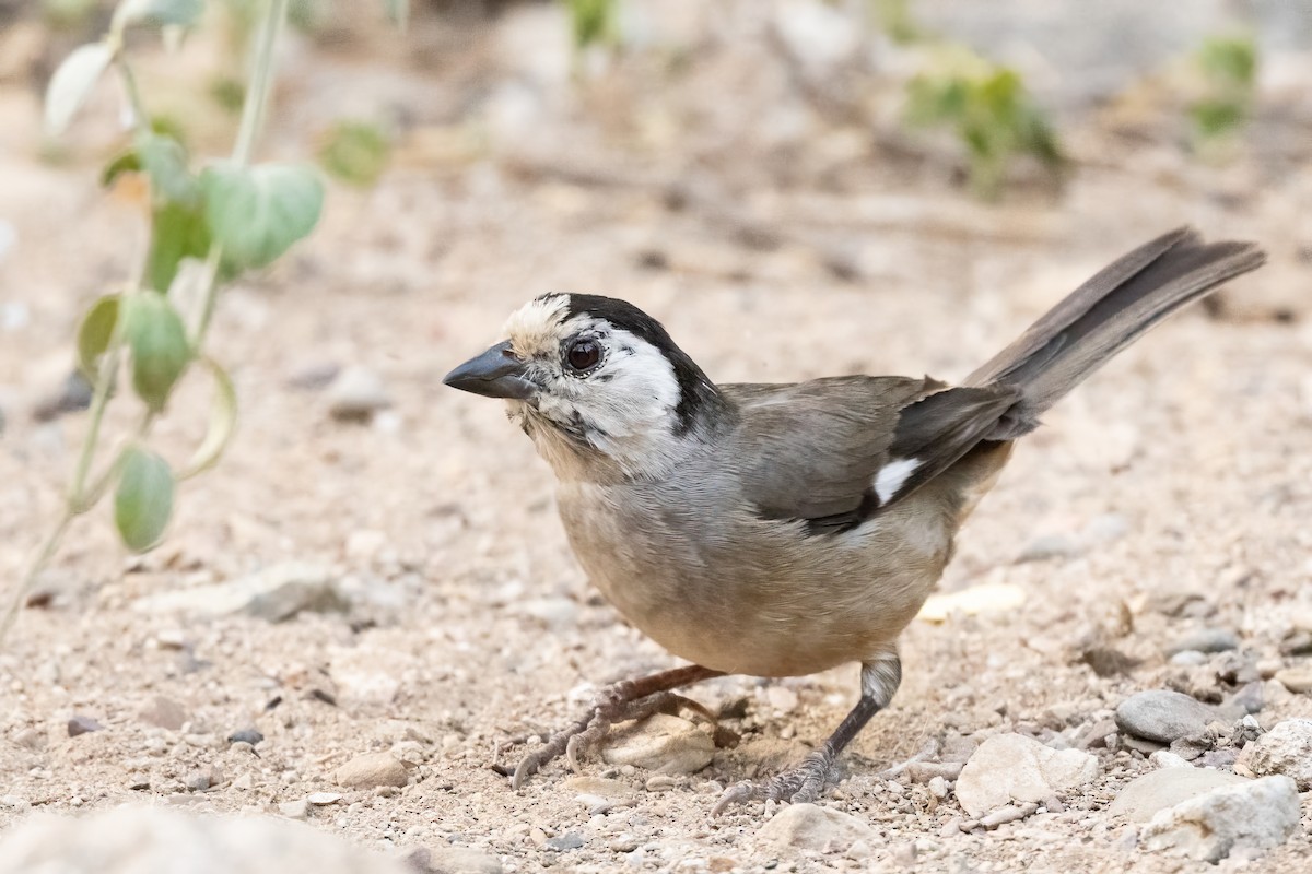 White-headed Brushfinch - ML623972197