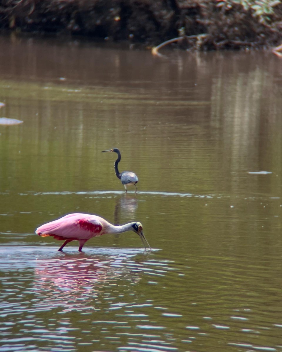 Roseate Spoonbill - ML623972214