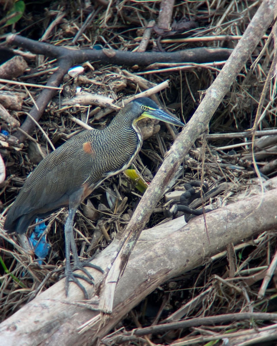 Bare-throated Tiger-Heron - ML623972220