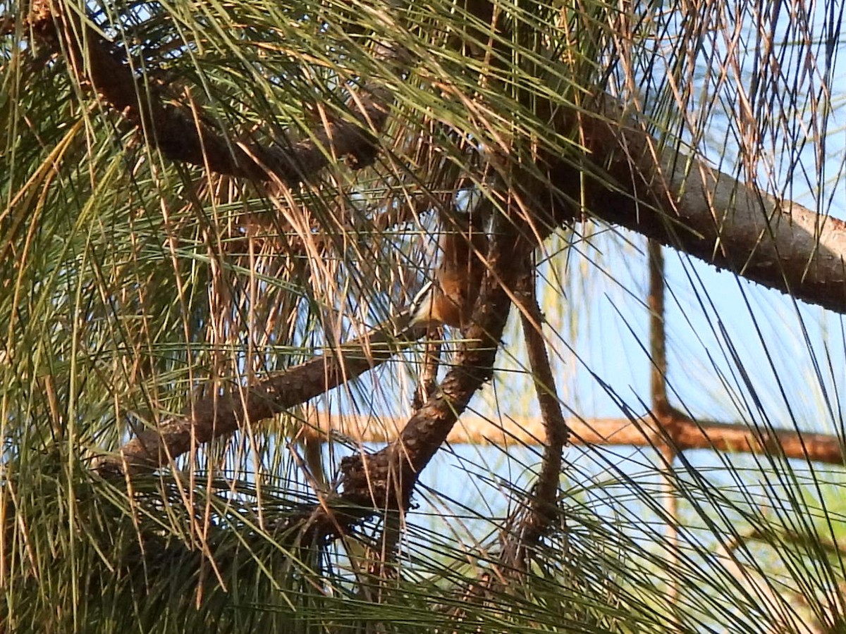 Red-breasted Nuthatch - ML623972224