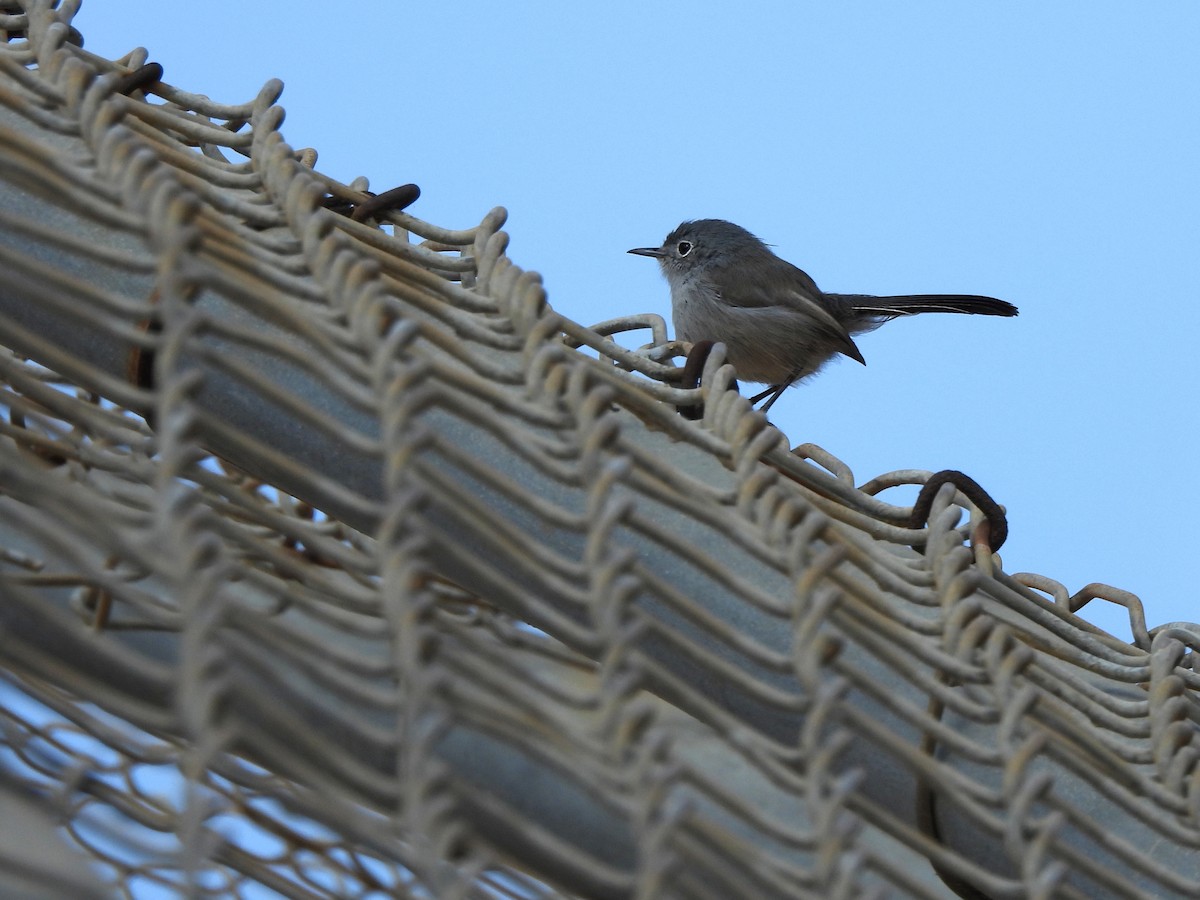 California Gnatcatcher - ML623972226