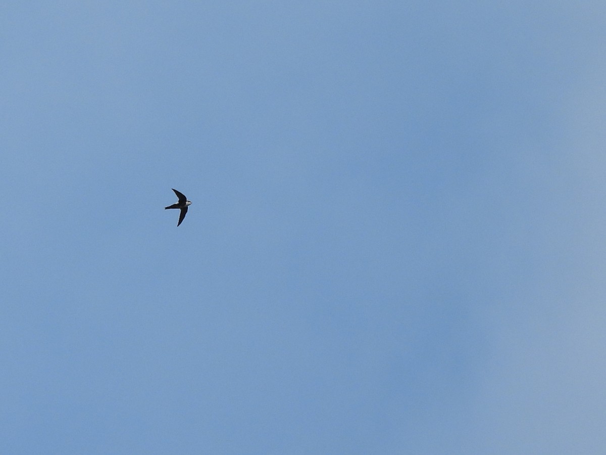 White-throated Swift - ML623972229