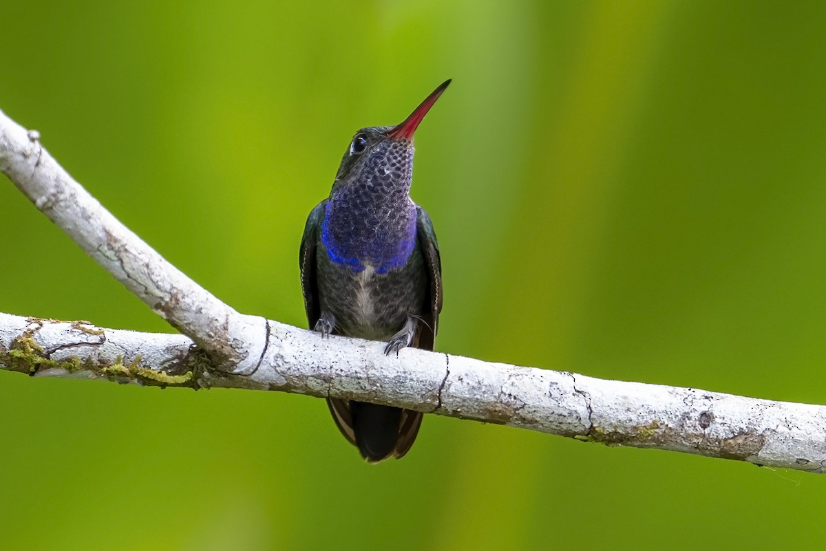 Sapphire-spangled Emerald (Spot-vented) - ML623972231