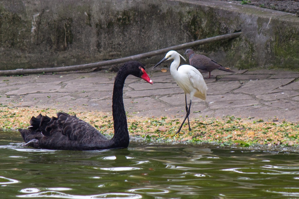 Cisne Negro - ML623972233