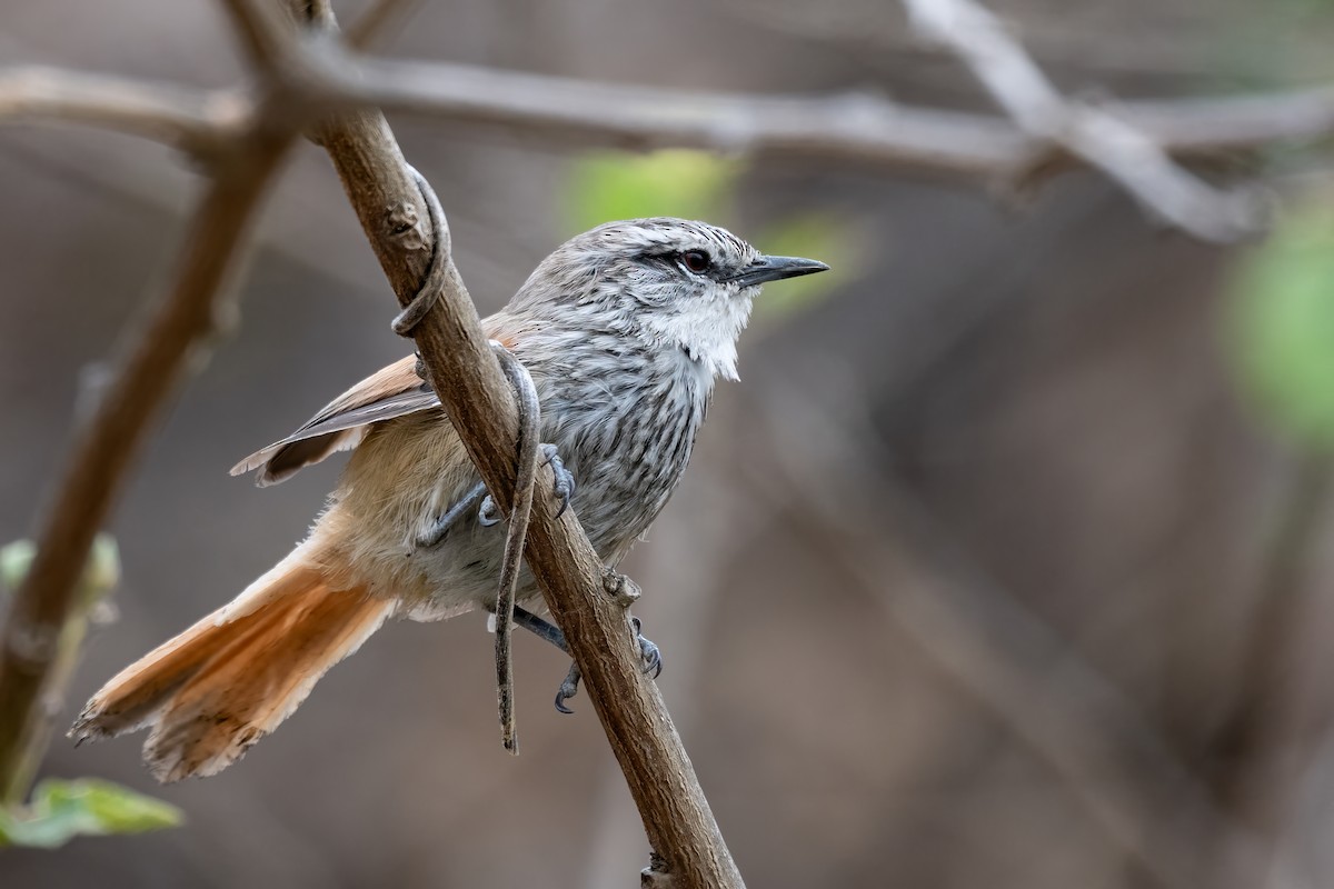 Necklaced Spinetail - John Sterling