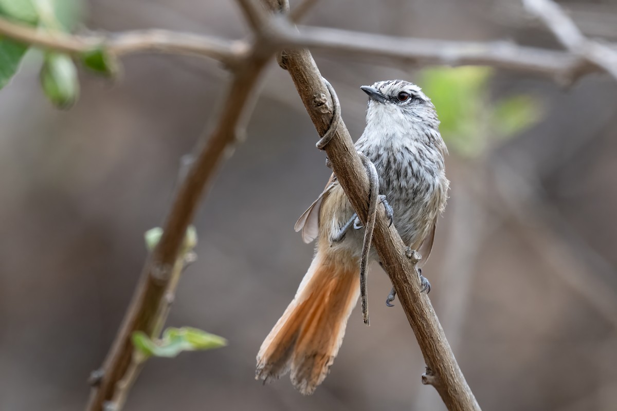 Necklaced Spinetail - ML623972241