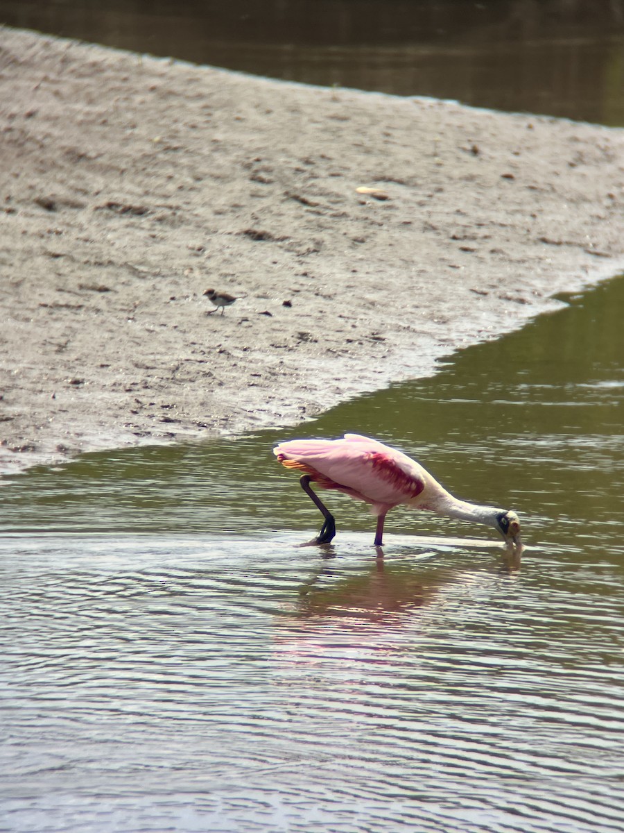 Roseate Spoonbill - ML623972243