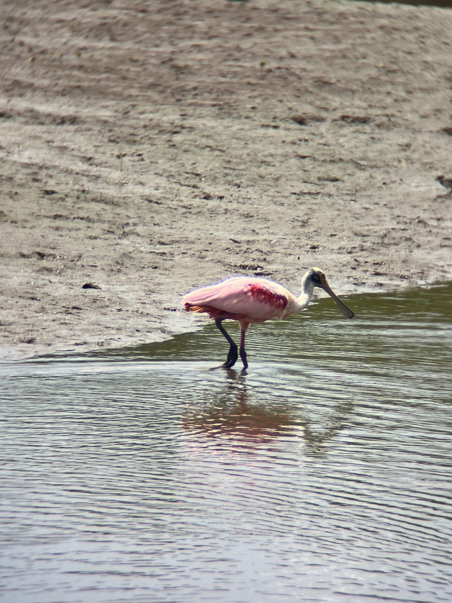 Roseate Spoonbill - Rakshit Jain