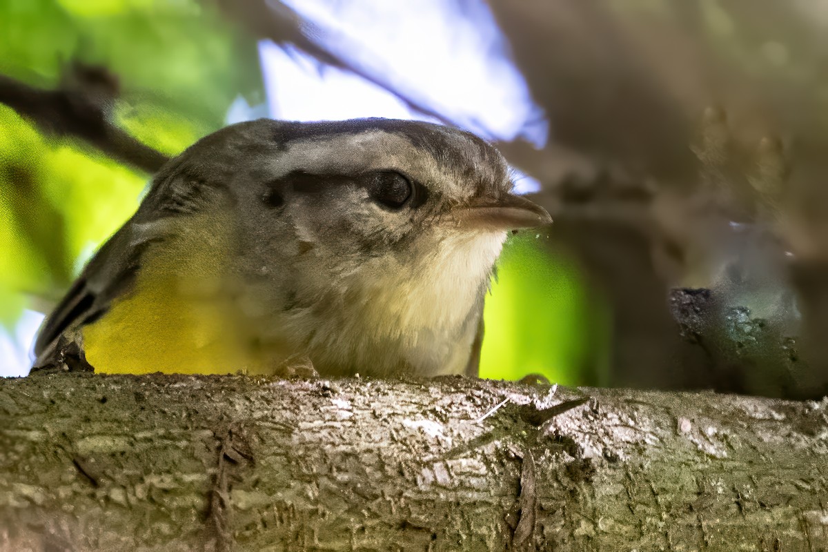 Three-banded Warbler - ML623972256