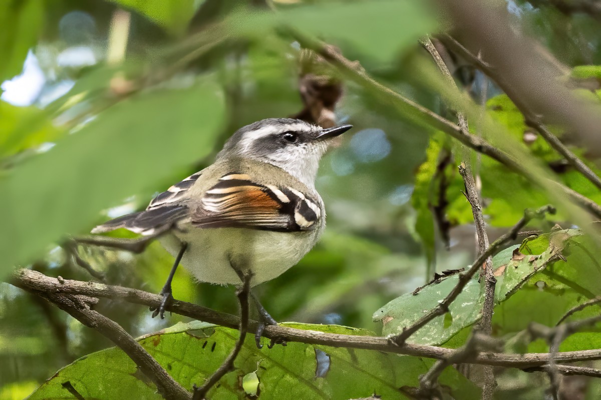 Rufous-winged Tyrannulet - ML623972257