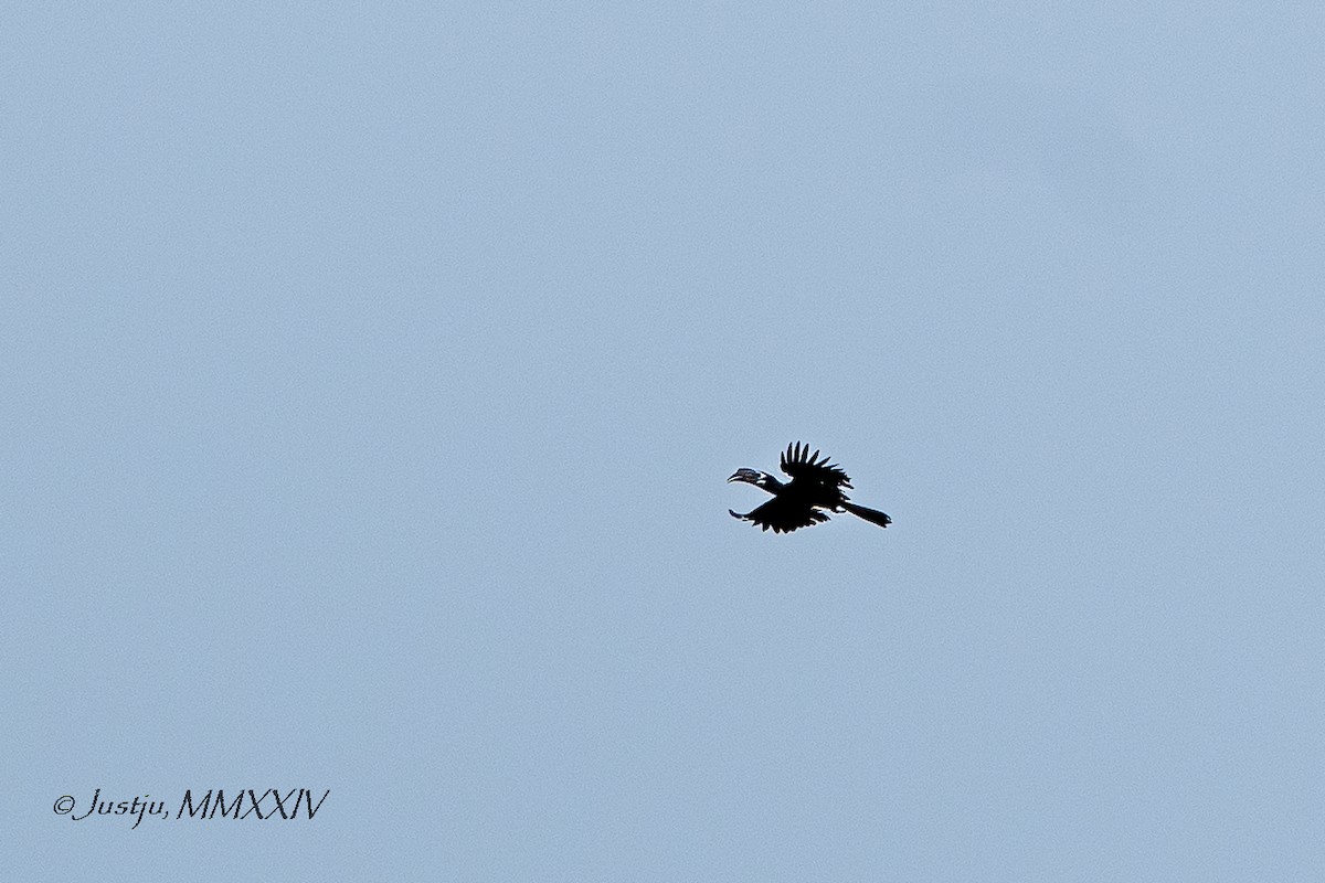 Bushy-crested Hornbill - ML623972258