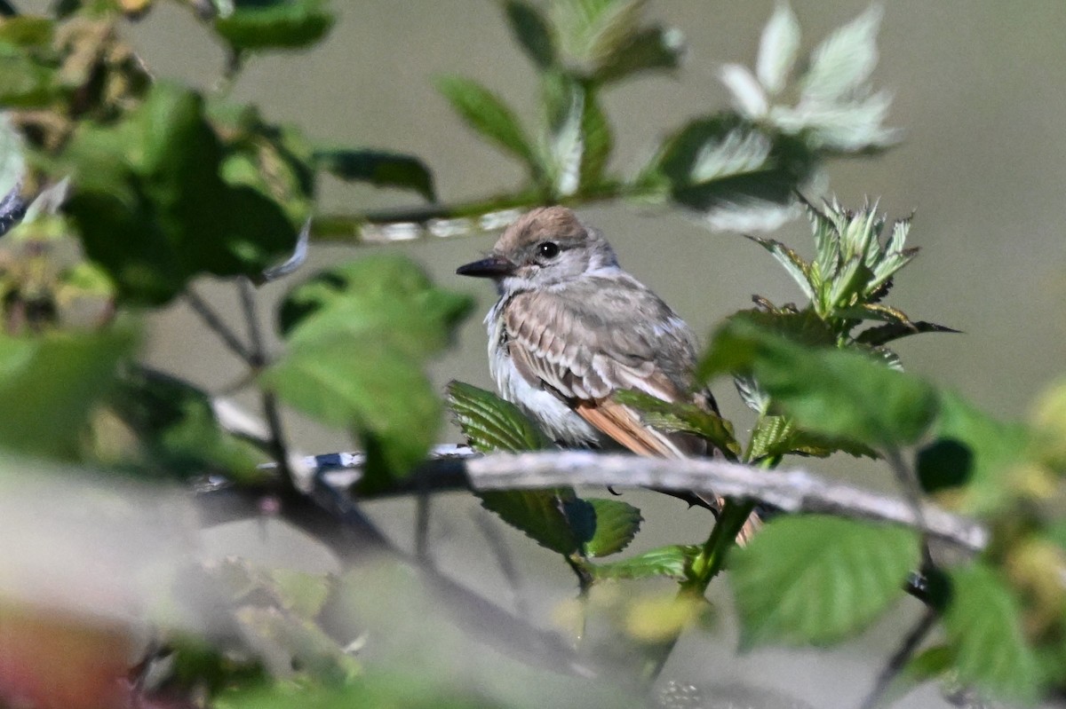 Ash-throated Flycatcher - ML623972259