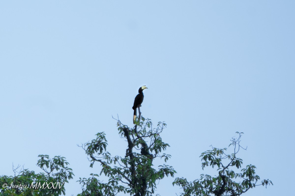 Black Hornbill - ML623972261